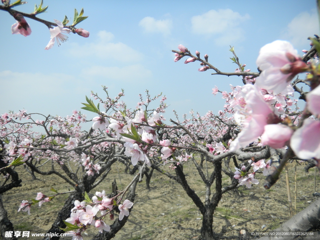 桃花