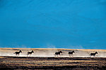 新疆阿尔金山藏野驴