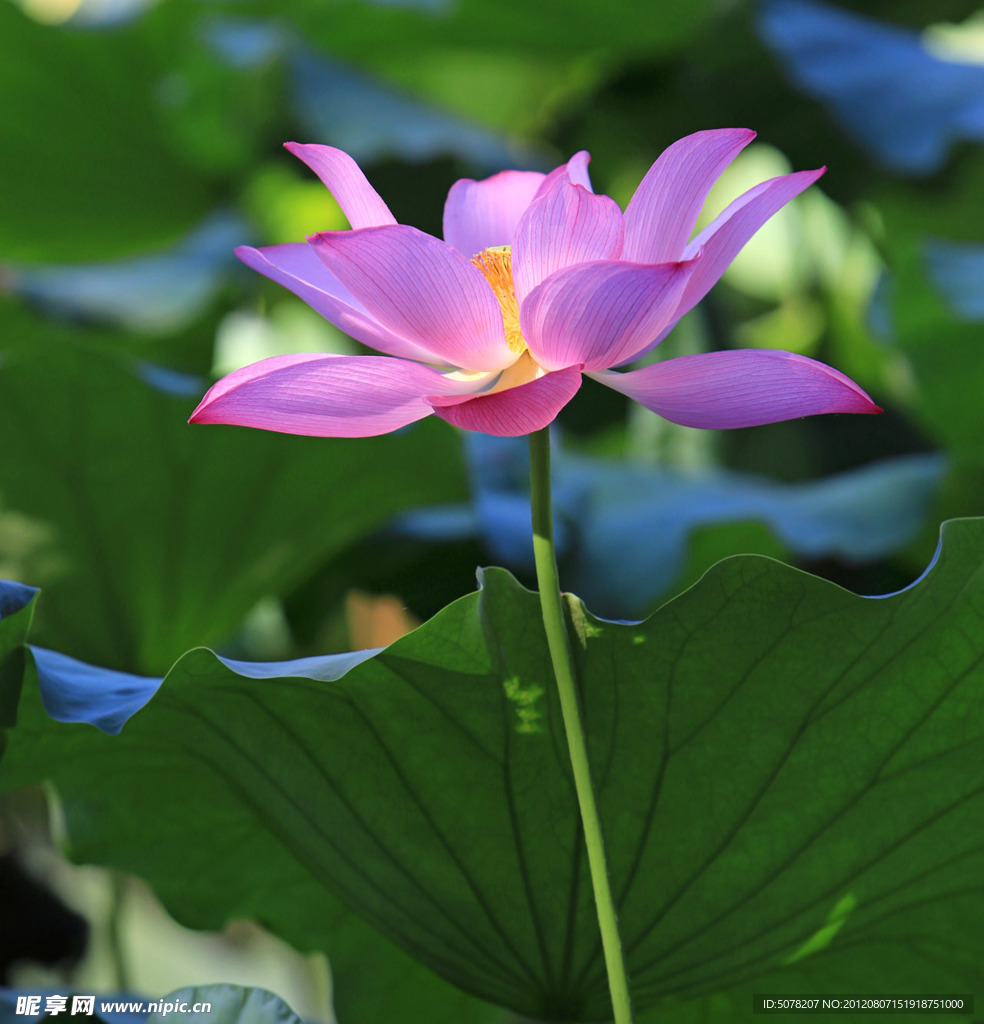 荷花（非高清）