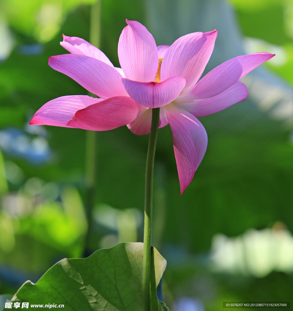 荷花（非高清）