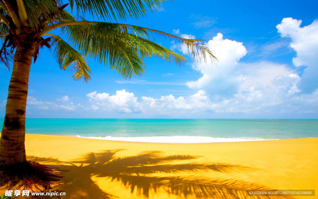 夏日沙滩椰树