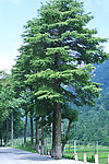 杉树