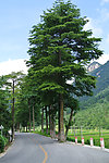 杉树