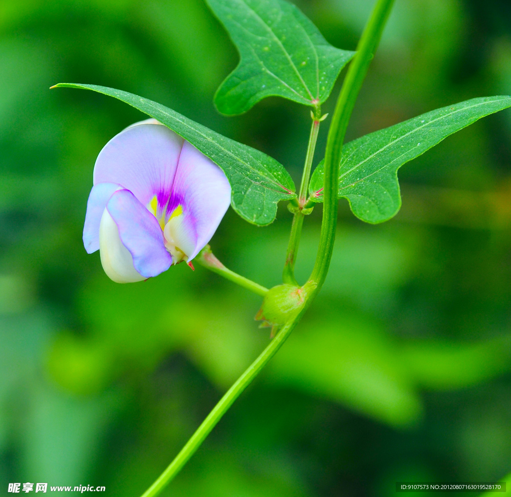 豌豆花