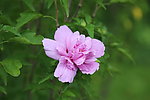 木槿花