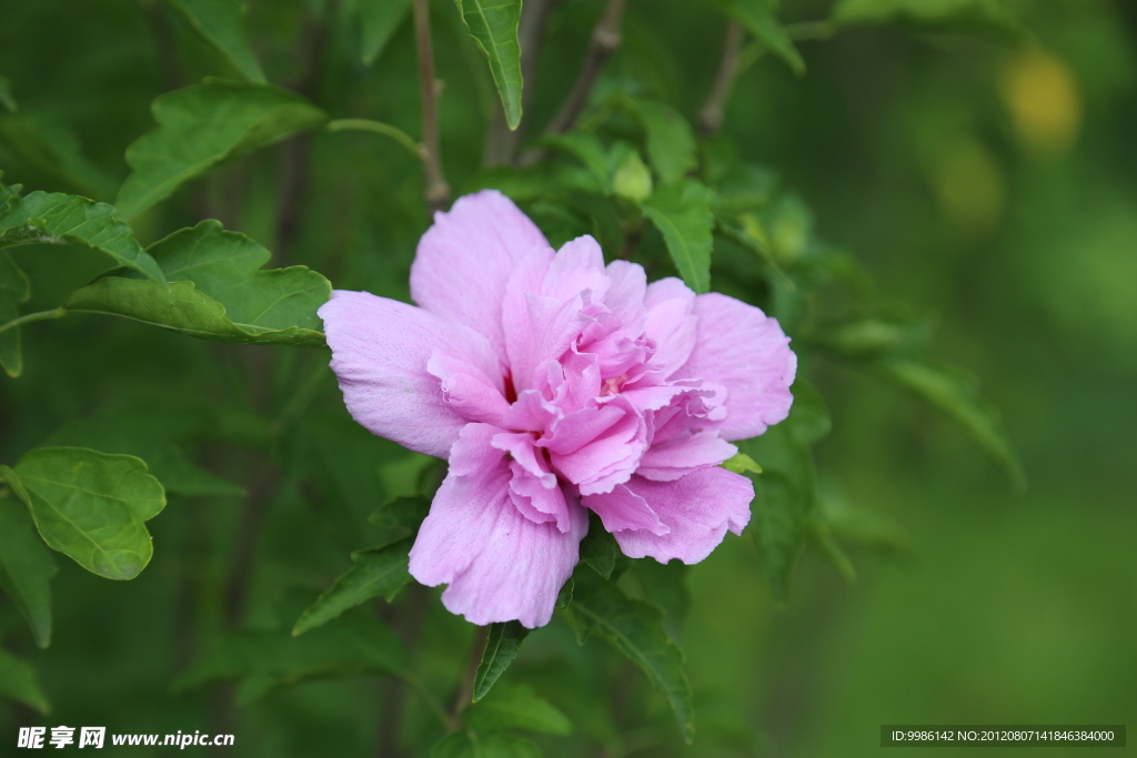 木槿花
