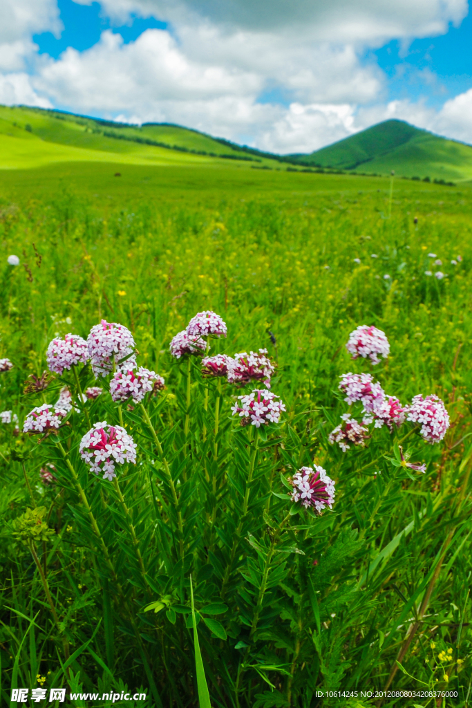 狼毒花