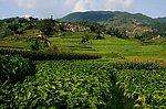 大山下的山村与农田