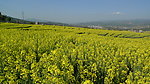 黄色油菜花