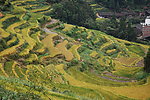 梯田 稻田