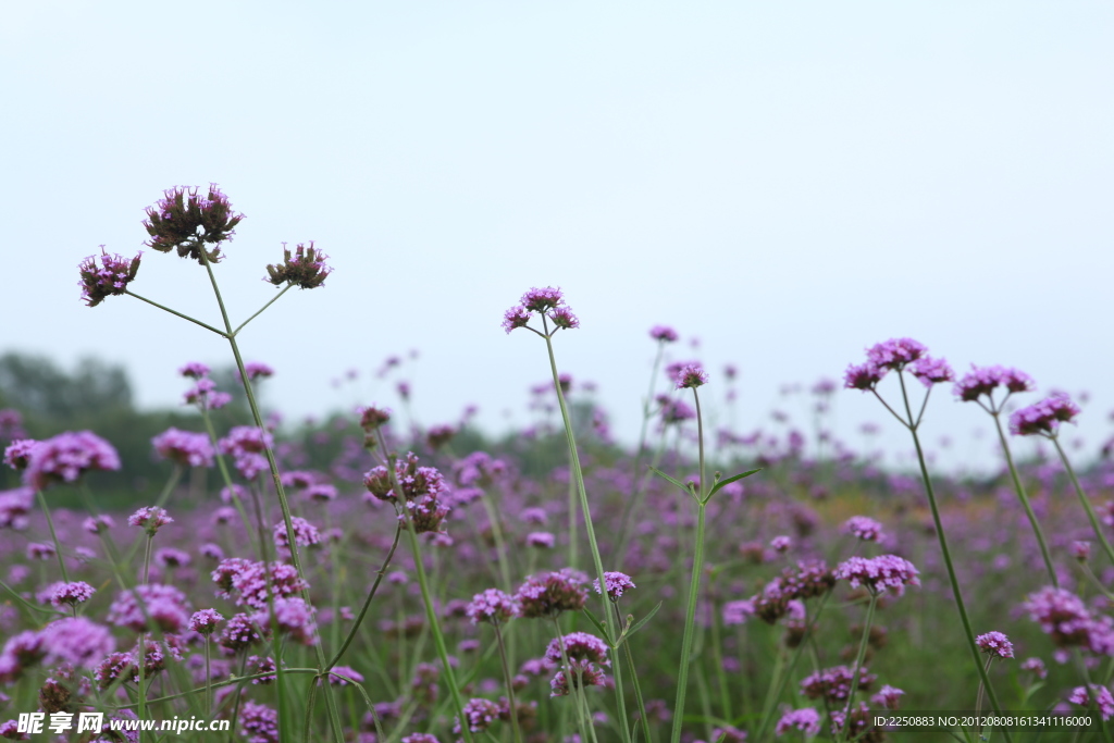 花海