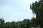 树林