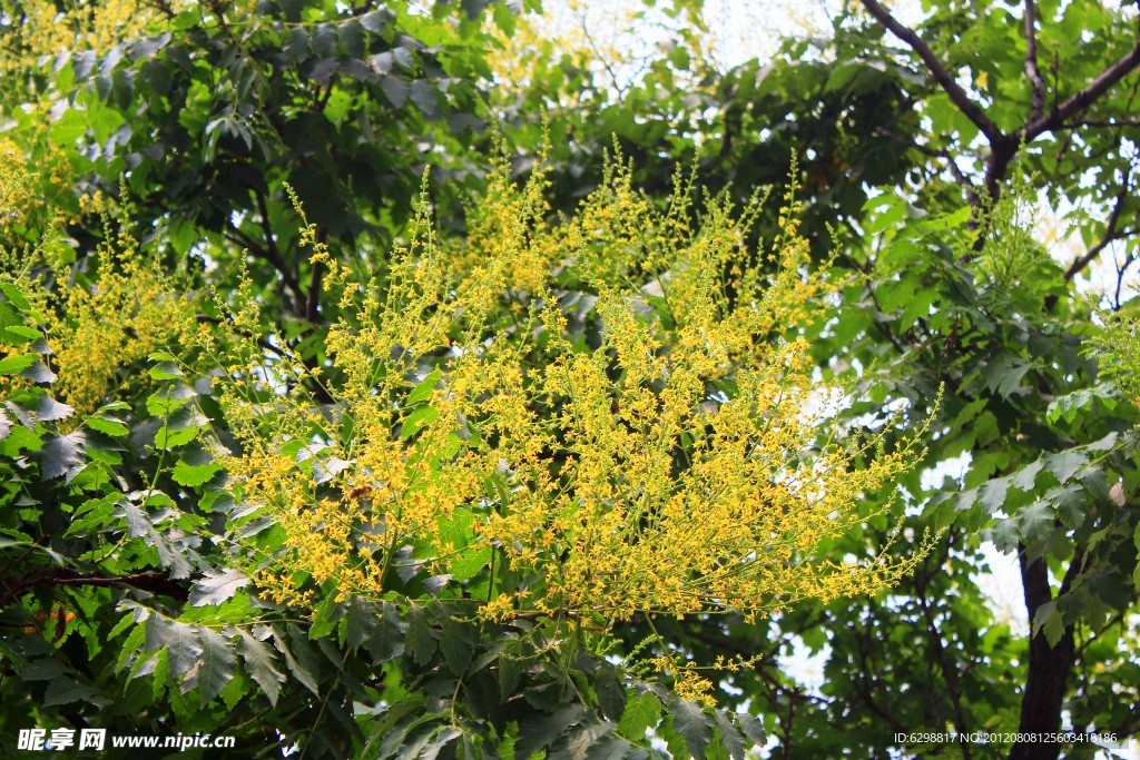 黄花