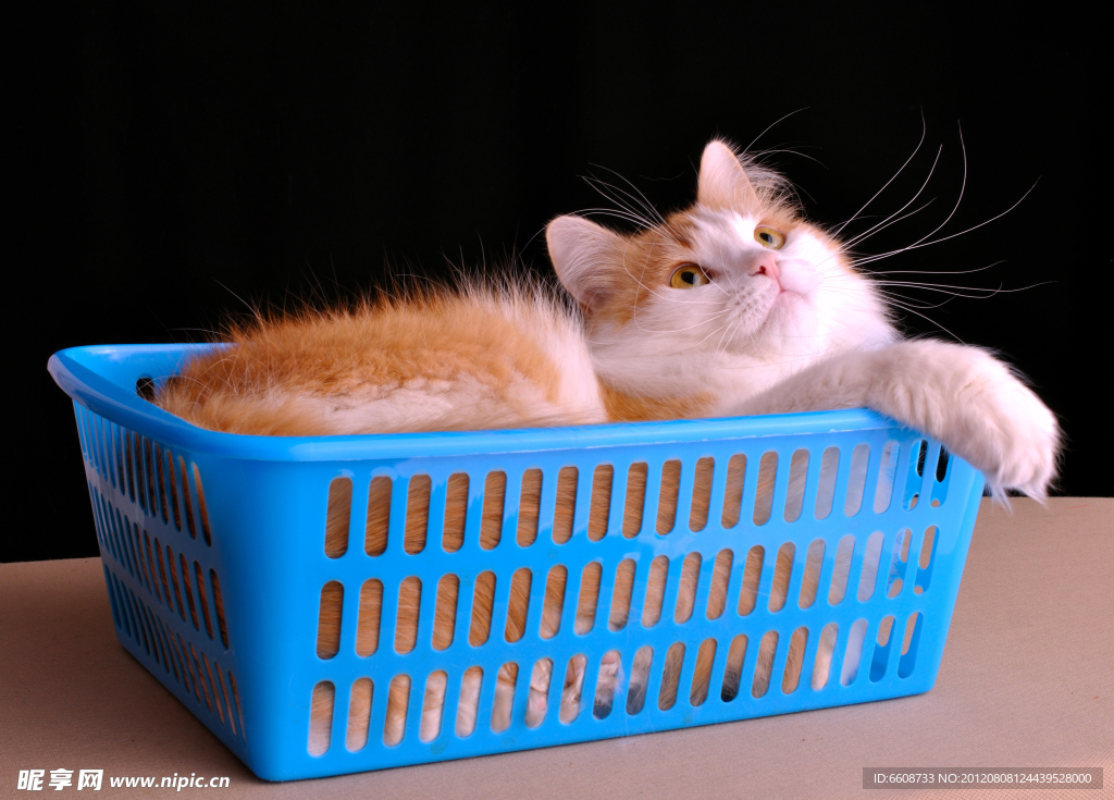 可爱小猫
