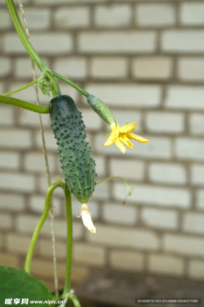 黄瓜