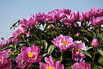 山茶花