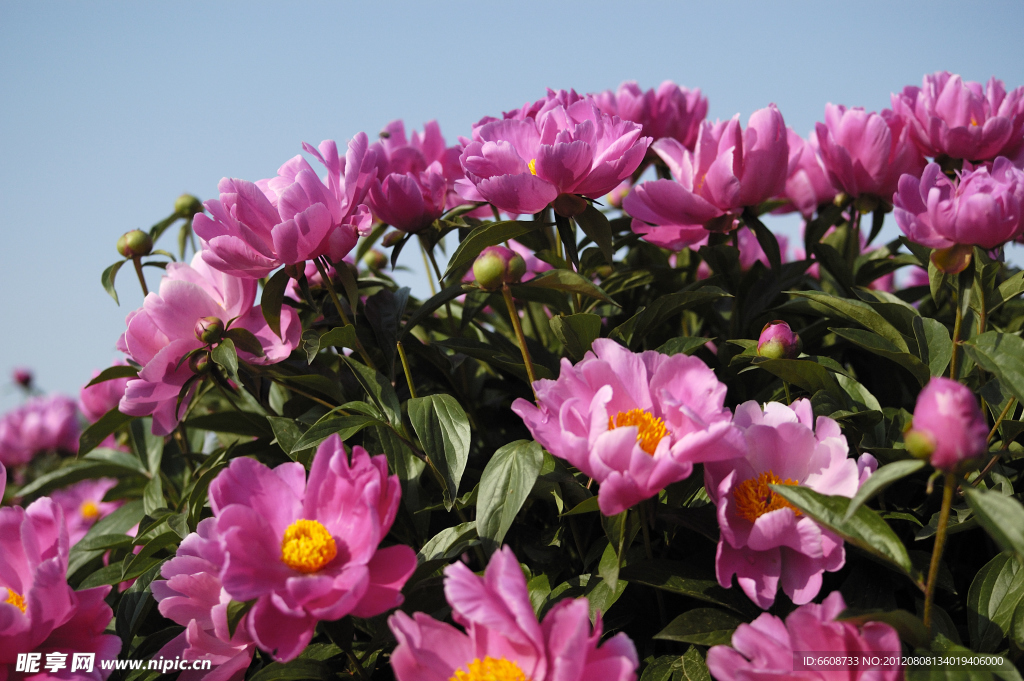 山茶花