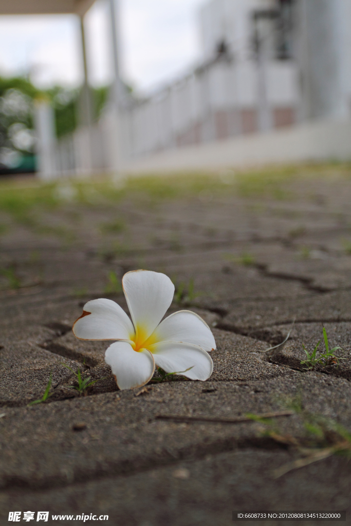 鸡蛋花