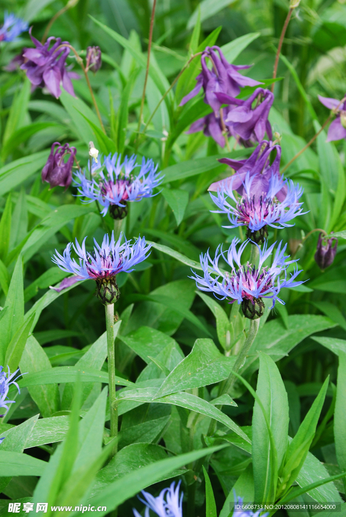 非洲菊鲜花