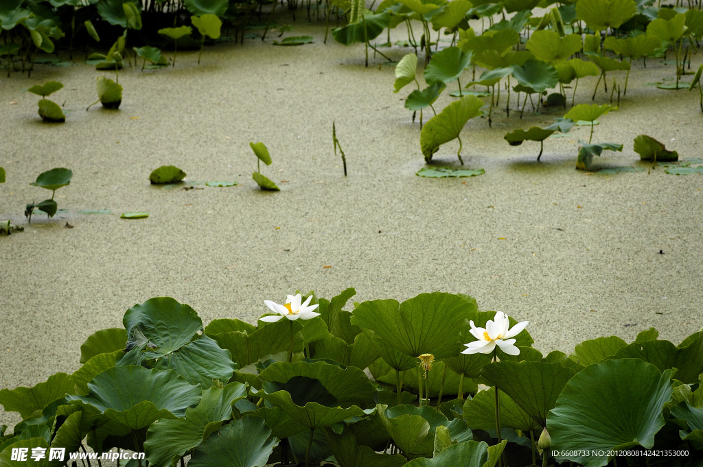 荷花池