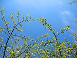 树枝