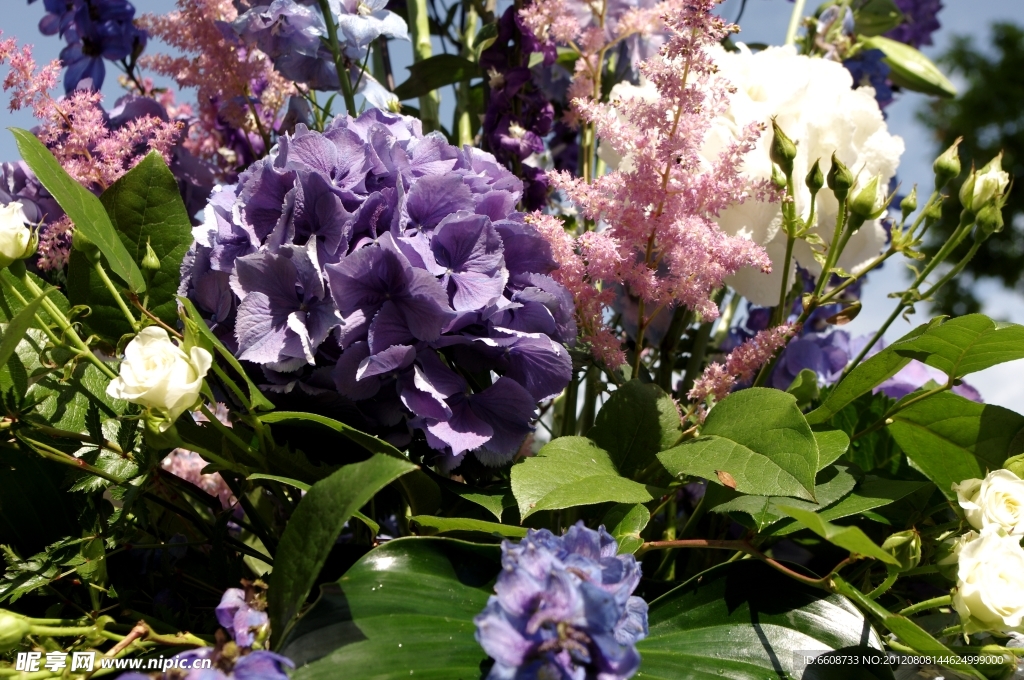 紫罗兰鲜花花丛