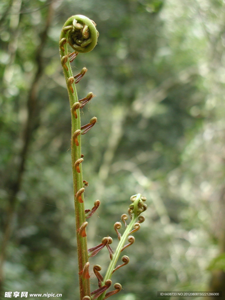 山野菜