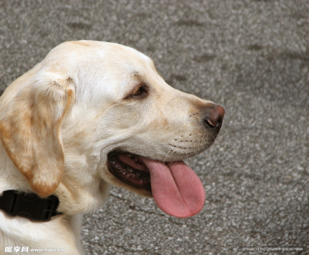 金毛犬