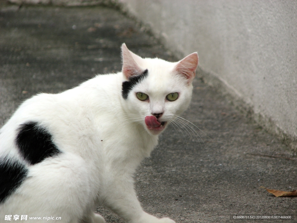 小猫