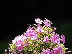 蜜蜂采蜜