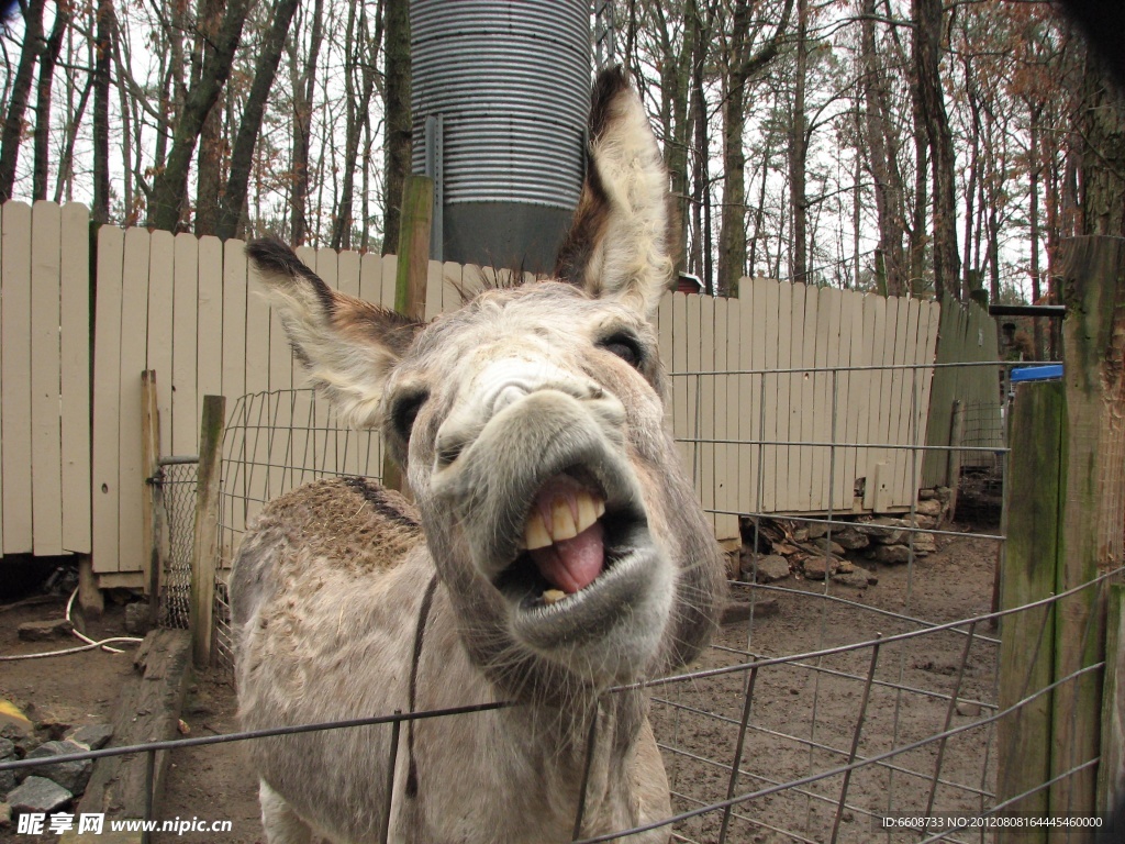 驴龇牙咧嘴的照片图片