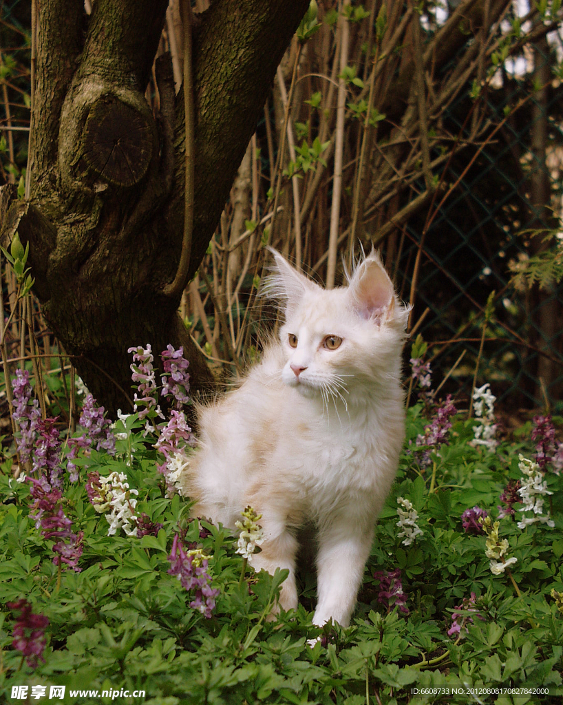 小猫