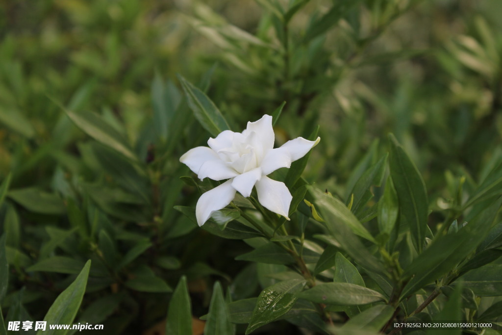 栀子花