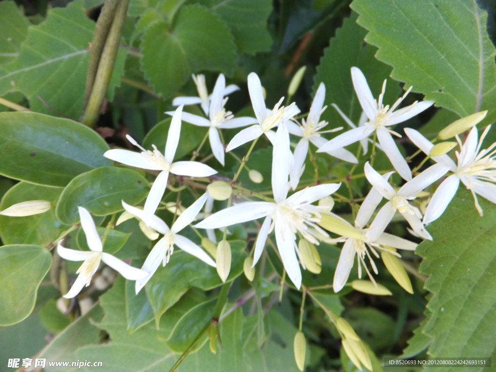 小白花