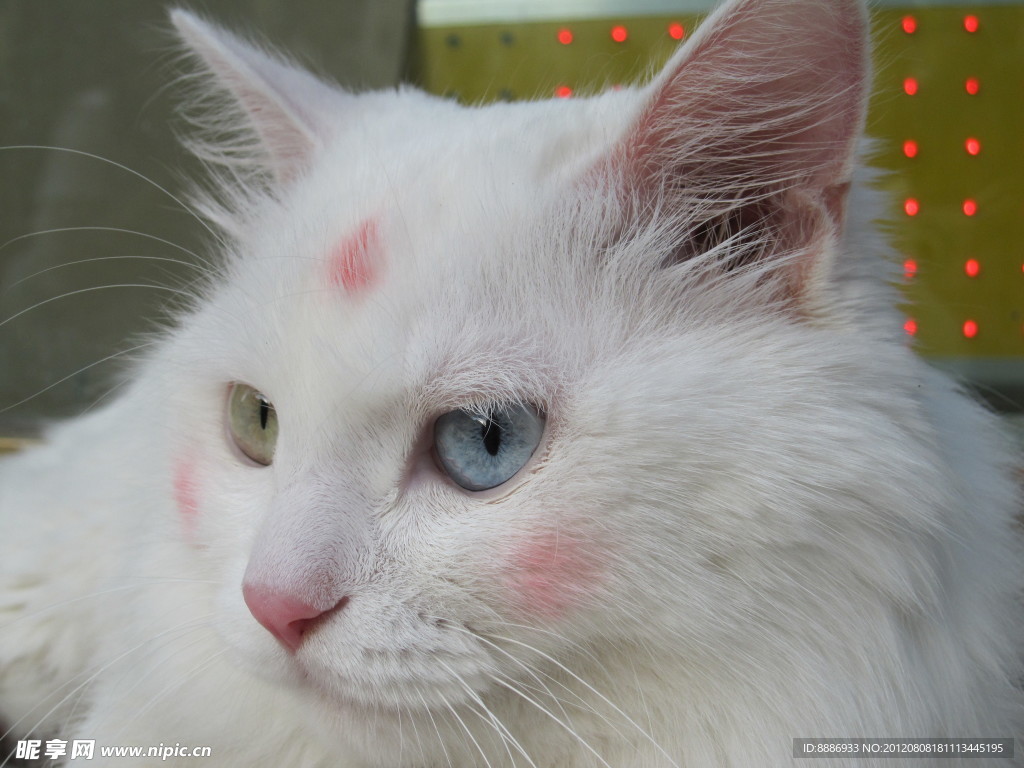 萌猫