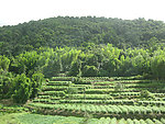 青山 阶梯农田