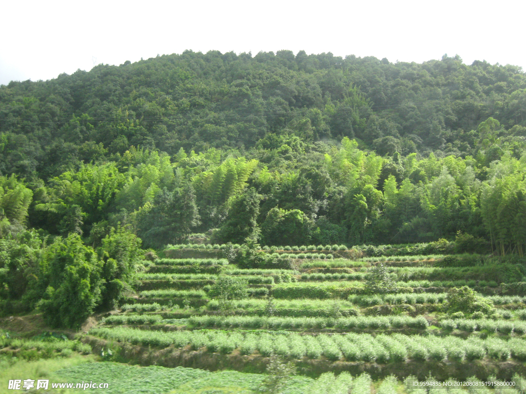 青山 阶梯农田