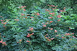 凌霄花