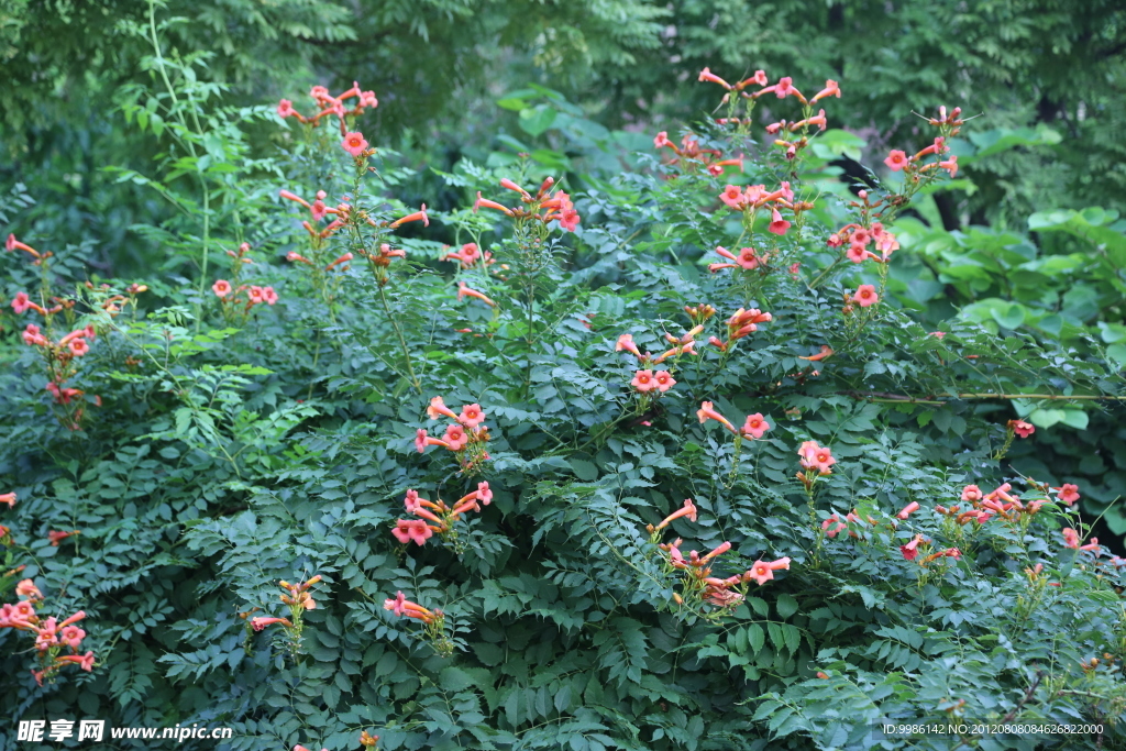 凌霄花