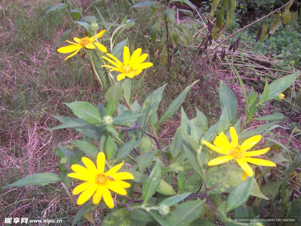 野菊