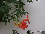 牵牛花