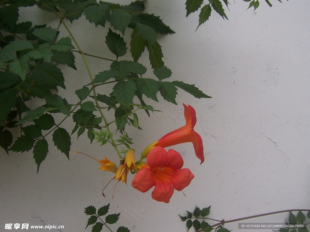 牵牛花