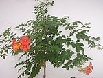牵牛花
