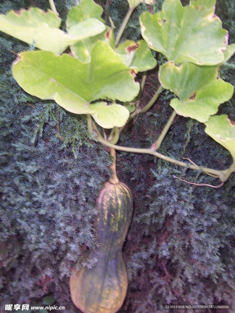 金瓜