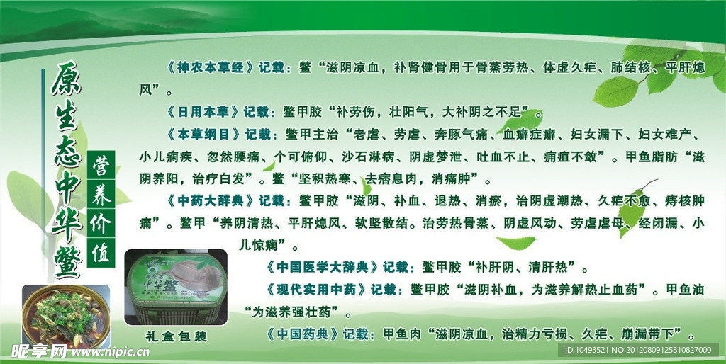 中华鲨