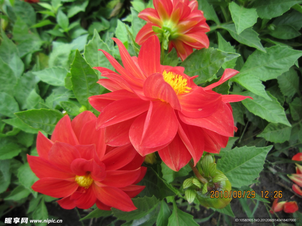 菊花