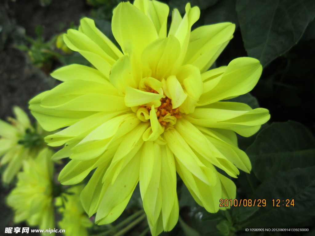 菊花