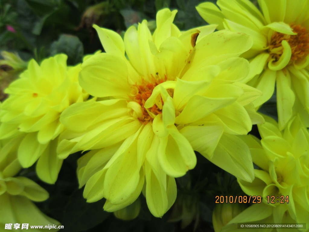 菊花