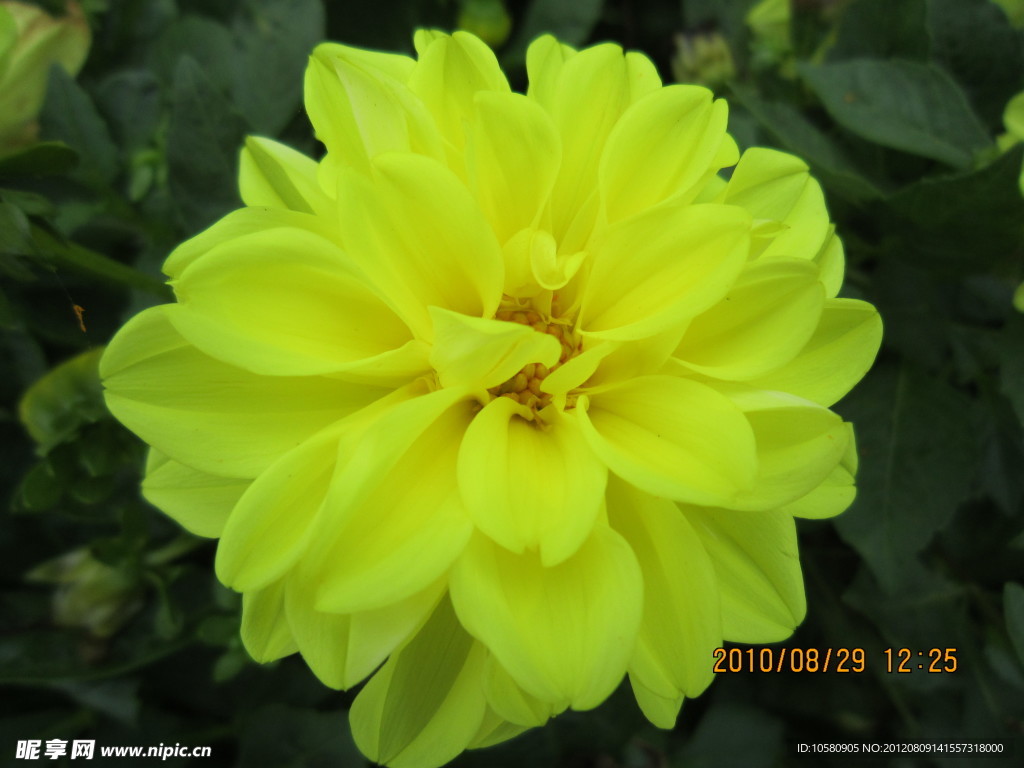 菊花