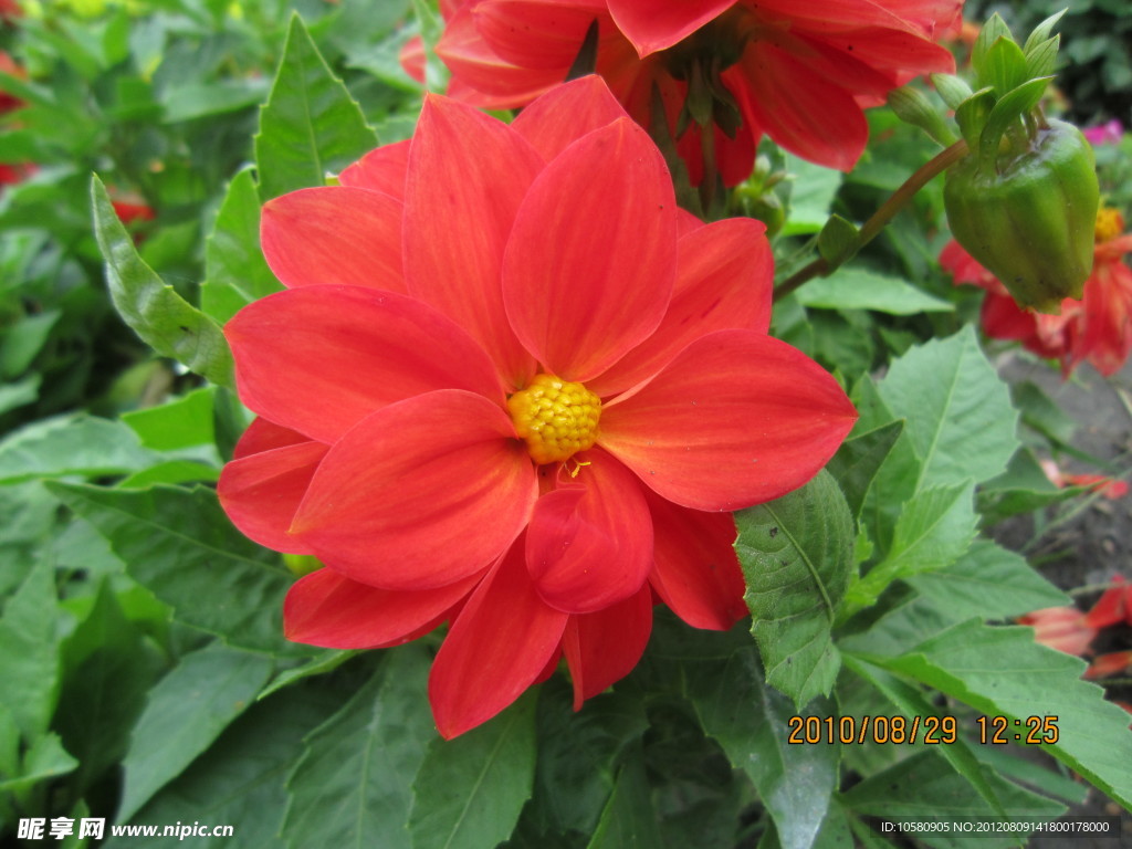 菊花